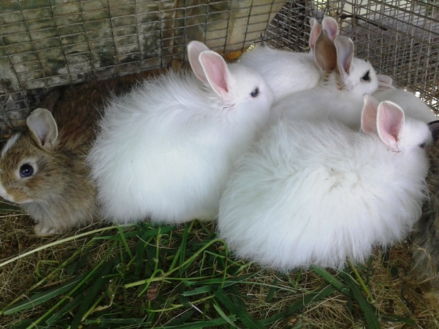 Fluffy Angora baby Rabbits for sale Kensington Bedfordview